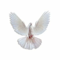 Doves in The Wind Sza Cover Freestyle