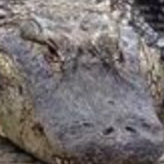 interior crocodile alligator EARRAPE