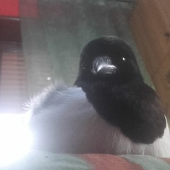 OTX - Crow (no master)