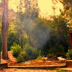 La Tarde de la Semilla Cósmica