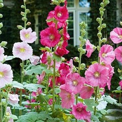 به‌له‌نجه‌ و لار هاته‌وه‌ یارم له‌ رگای كانی