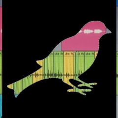 Lullaby Bird Song