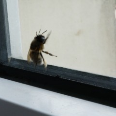 Mittwoch auf dem Mars - Smoothie Remix