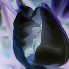 Basile3 - Ode Aux Fleurs (Live Extract)