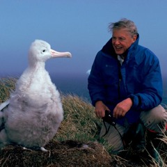 Elegy For The Wandering Albatross