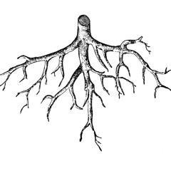Qlank - Roots