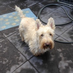 This is our cover of Revelation  by Joe Satriani