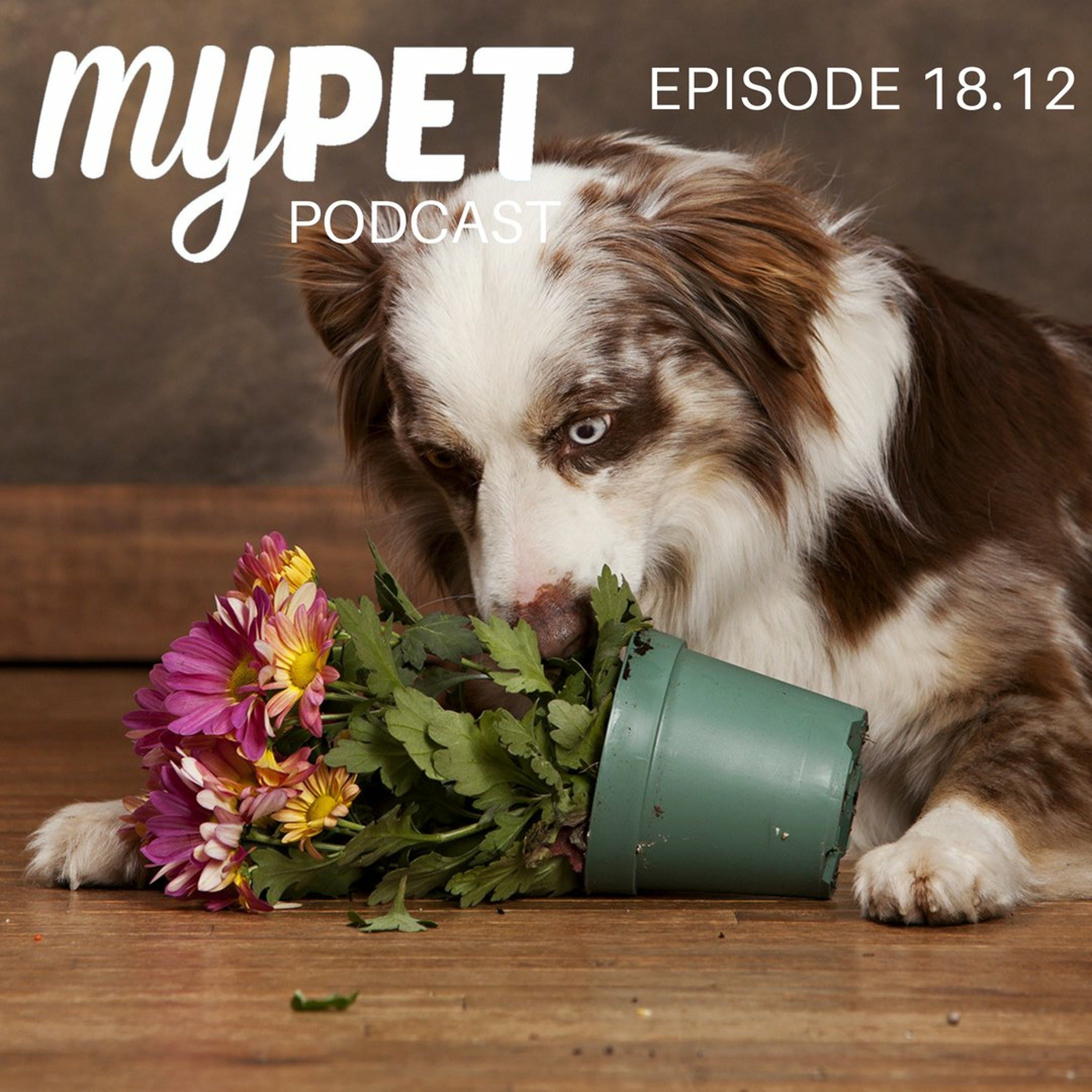 Household Dangers For Pets episode artwork