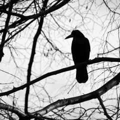 Lonely Crow