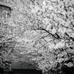 Field Journal - Spring 2018