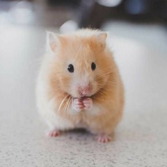 Ich glaub mein Hamster bohnert ! - 210 BPM