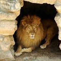 Lions Den Demo With Hook