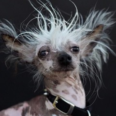 Dogs of Berlin Title Pitch feat. Chris Alte