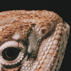 [PREVIEW] Røttnmeier - Gecki