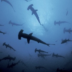 ADAPTED (Prod. Dims CW)