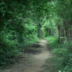 JOSE GROSSO 1 -  Mani, Casanare Noviembre 2016