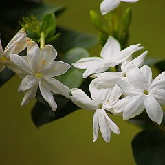 Saunder Choi: Blossom (花开)- an orchestral suite of Chinese Flower Songs