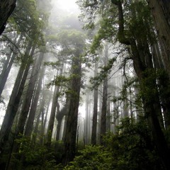 Cloud Forest