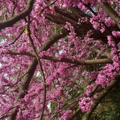 من در غم تو...معین