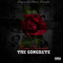 Rose through the concrete