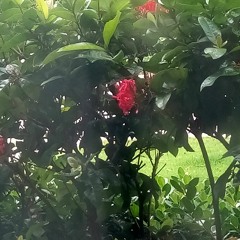 Rujlok In Jibon - Mwejelen