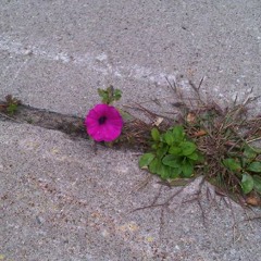 Wild flower on asphalt