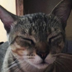 Stream Sad Cat 悲しい猫 Music Listen To Songs Albums Playlists For Free On Soundcloud Stream Sad Cat 悲しい猫 Music Listen To Songs Albums Playlists For Free On Soundcloud