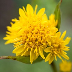 Waves Of Golden Rod