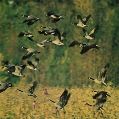 pájaros silvestres