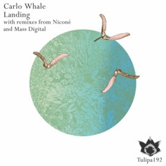 LANDING_NICONÉ RMX FOR CARLO WHALE