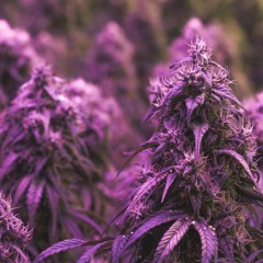 NLG X Chronic Cartel X Shod X 1440- Purple Gardens