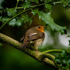 180526 Dawn At Finlaggan - Solo Robin
