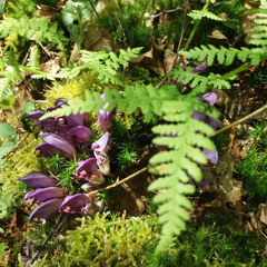 Los Mágicos [Taiki Ozawa / Helecho Dub5 (Label Marasm) out on 1st/JUN/2018]