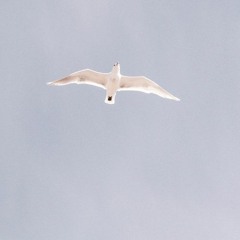 Hope Flies Away