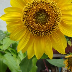 BELIEVE (covered from MISIA)