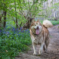 Library Music Examples