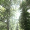 A Letter From The Tree To The Poeple Mp3