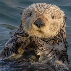 otters