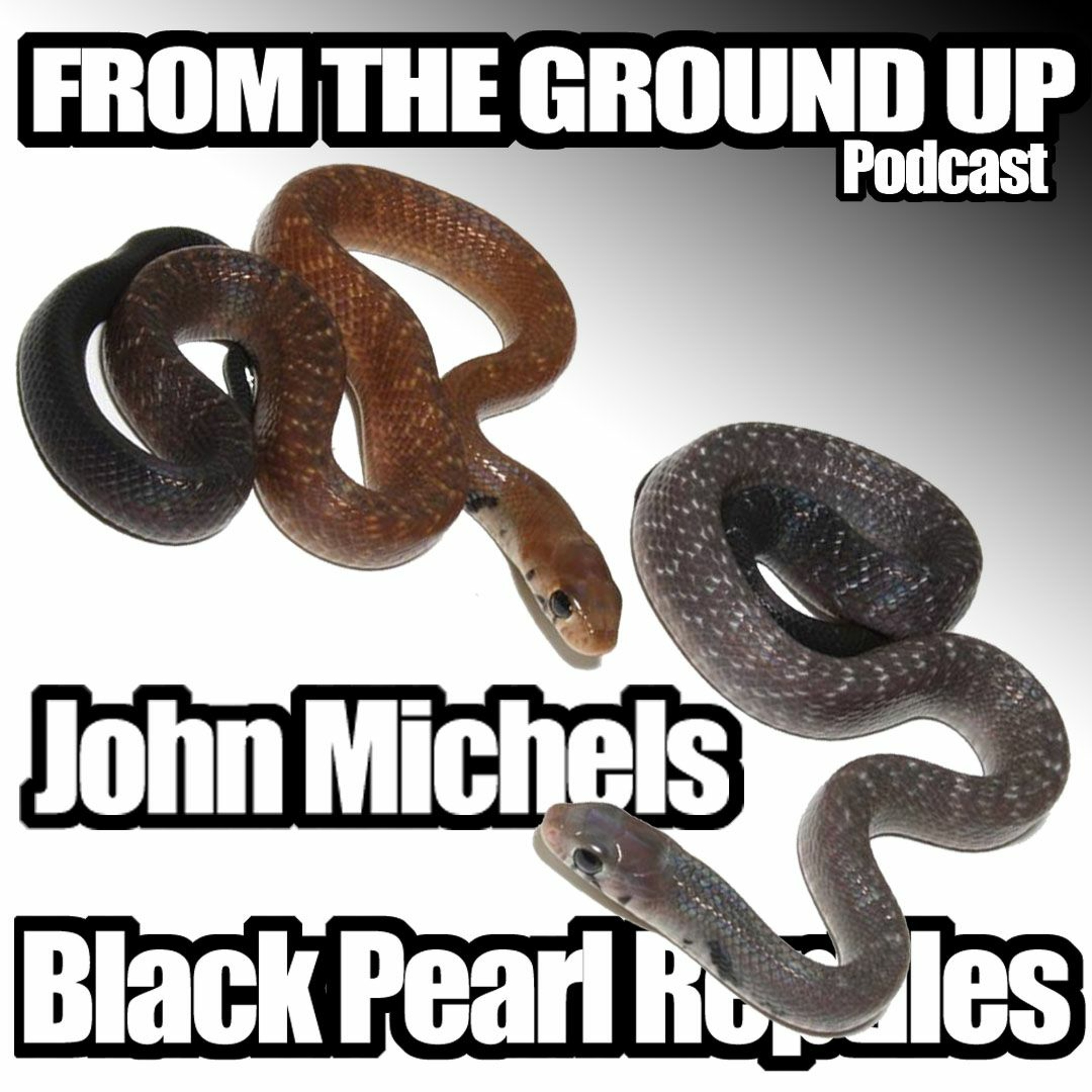 Modern Medusa Reptile Podcast - Where we talk everything cold-blooded (Snake Podcast)