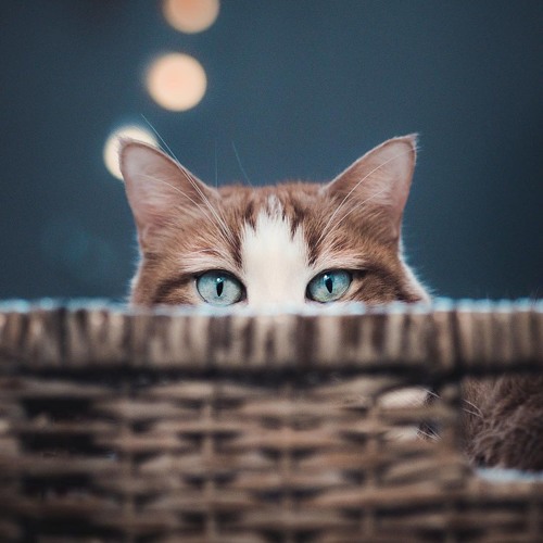 Biet Khi Nao Gap Lai