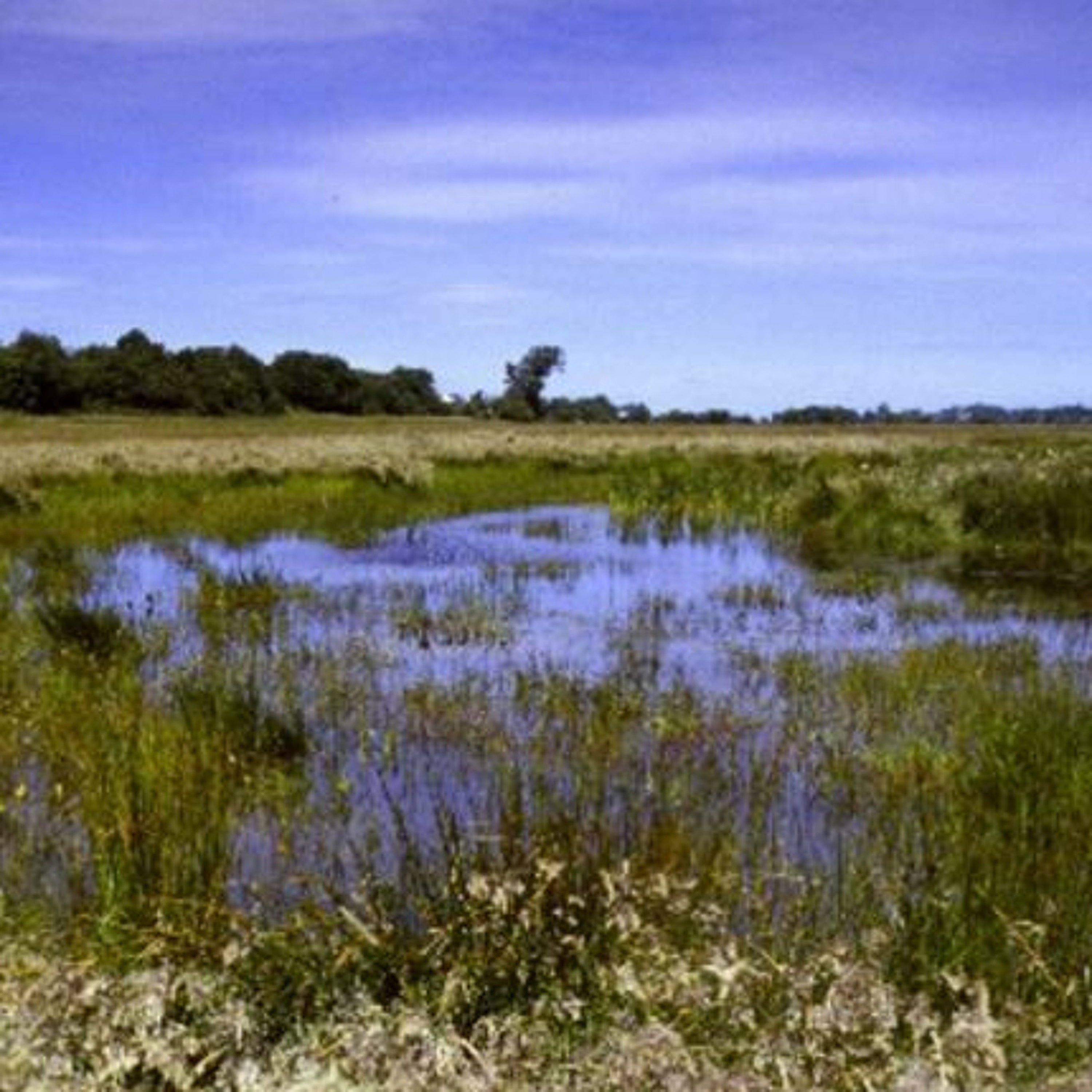 Portmore Lough - Nature Matters