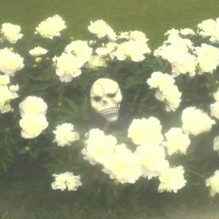 Swan Lake Discipline