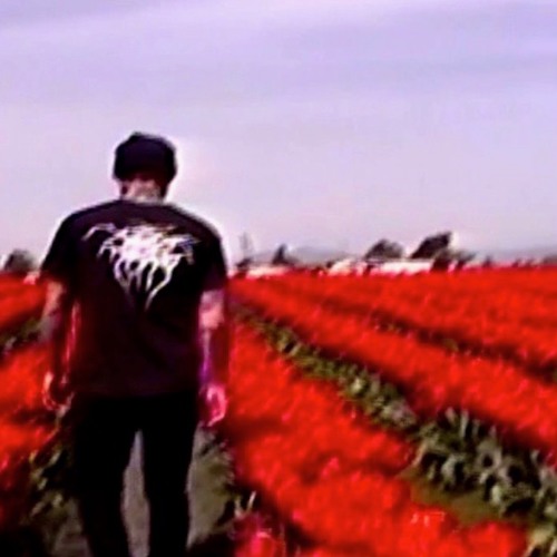 A Thousand Roses (prod. Charlie Shuffler) video in bio