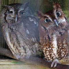 B'Elanna (D&D Live Edit)