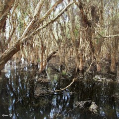 Swampy Spirals