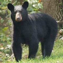Smitty Interviews The Badass That Fist Fought A Bear