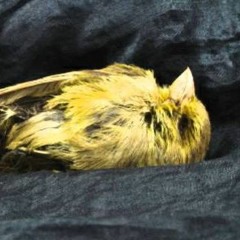 Canary In A Coal Mine