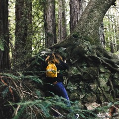 Evergreen (Cover)