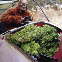 UNDRGROWE - Driving High