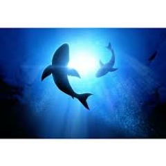 Requins
